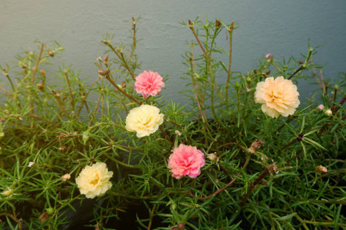 The flower tree, Mrs. wakes up late..jpg