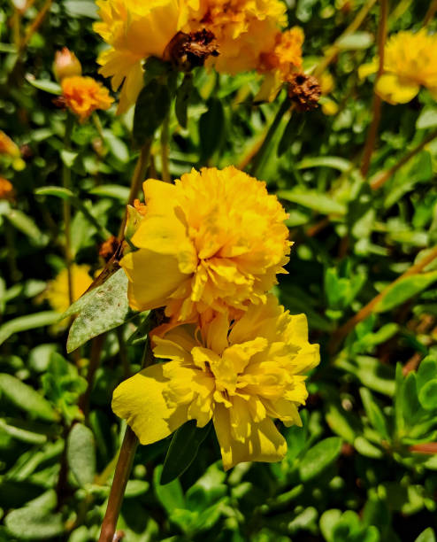 It is gratifying to wake up every morning by God's mercy and be able to work on his works. I love co.jpg