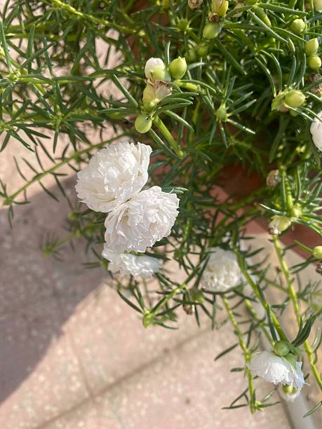 The white flowers view on the plant in the garden.jpg