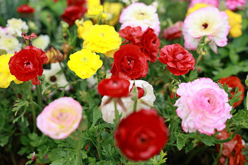 The garden is full of beautiful flowers.jpg