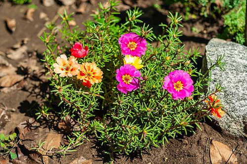 A vibrant garden display of colorful moss roses, capturing the beauty of nature's floral diversity i.jpg