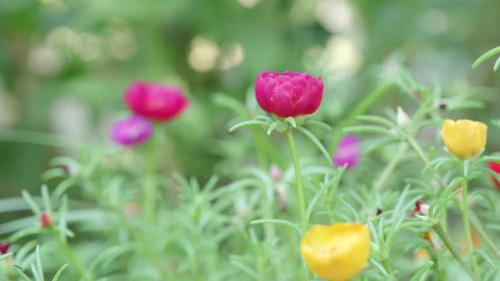 Spain, Flower, Long Exposure, Time Lapse, Blooming Time Lapse.jpg