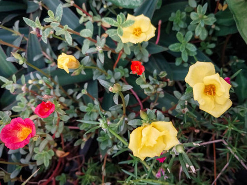 Wild red and yellow flower in the garden..jpg