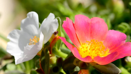white and pink flower.jpg