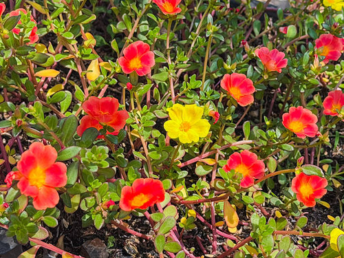 A close-up of vibrant moss roses (Portulaca grandiflora) showcasing their striking red and yellow bi.jpg