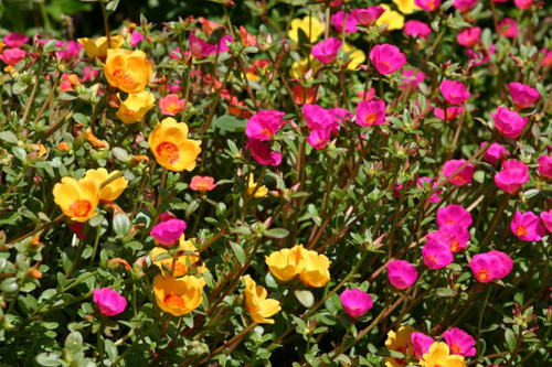 Copious happy flowers on the vibrant portulaca plants..jpg