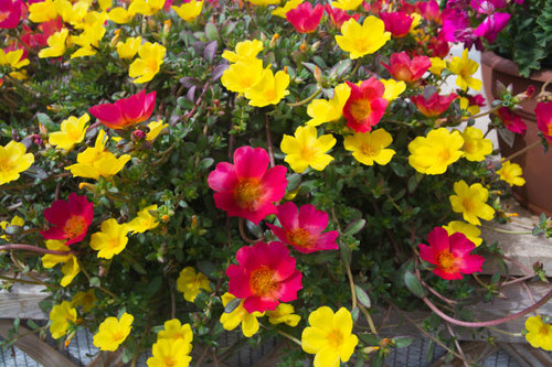 Yellow and red flowers closeup.jpg