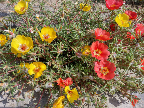 yellow and red Shrubby purslane flowers. Portulaca suffrutescens.jpg