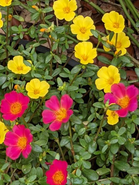 Bright pink and yellow wingpod purslane.jpg