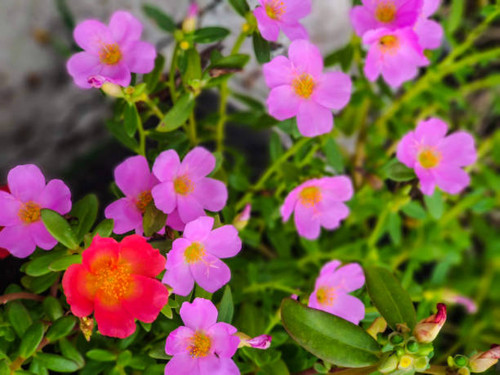 Wingpod Purslane (Portulaca Umbraticola) flowers with A Single Red Surrounded by Several Shades of L.jpg
