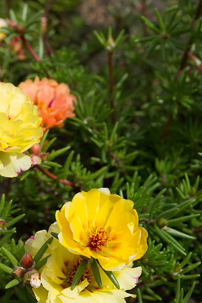 Yellow flowers with green leaves in summer.jpg