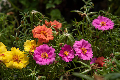 Portulaca grandifolia is a succulent plant in the family Portulacaceae. Pink, yellow and orange flow.jpg