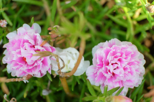 portulaca oleracea blooming, Common Purslane or Verdolaga flower.jpg