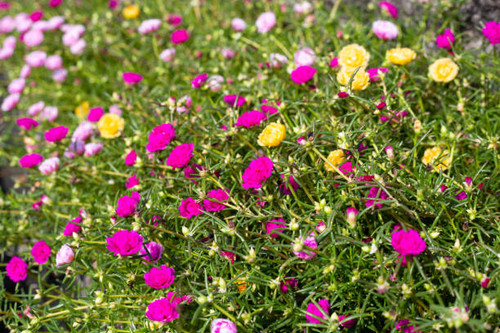 Portulaca grandiflora plant with flower in the garden.jpg