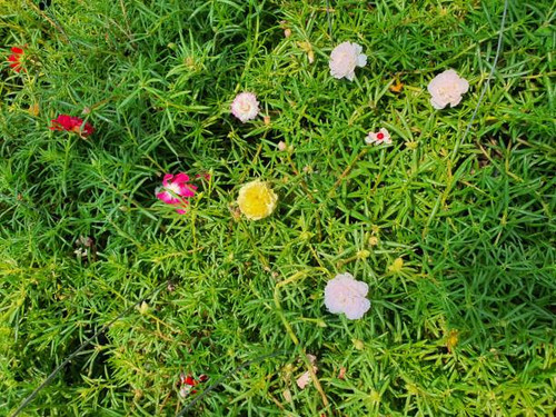 portulaca is a herbaceous plant, succulent, ground cover, creeping in the soil, single leaves, multi.jpg
