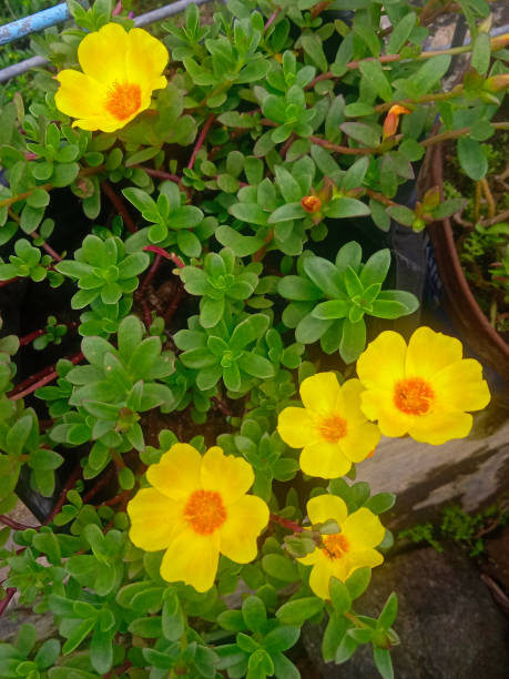rose moss flowers in the home garden.jpg