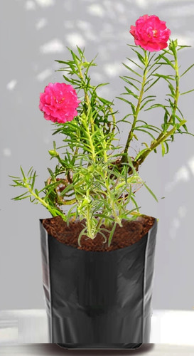 45b129ec 55d8 4740 8951 018e5a8a.jpg