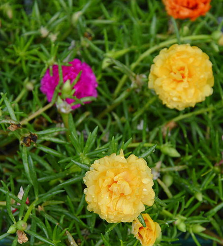 rose moss in the garden.jpg