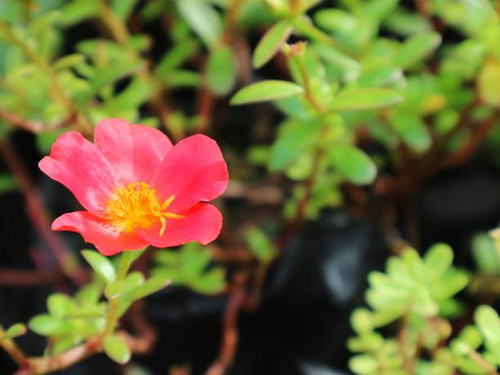 Rose Moss for backgrounds and wallpaper.jpg