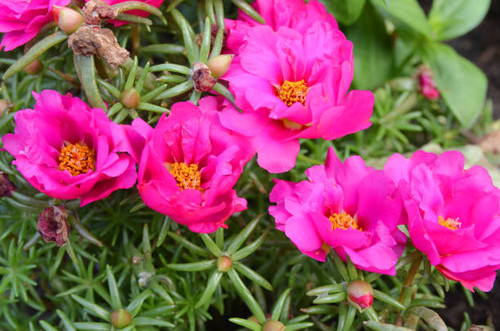 Moss rose or Portulaca grandiflora flower plant.jpg