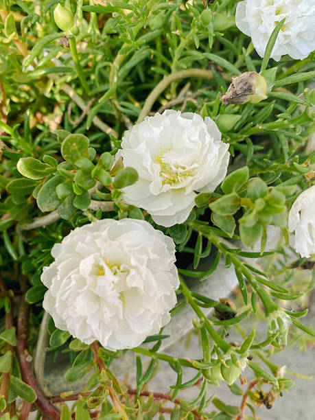 rose purslane / moss rose that is blooming very beautifully.jpg