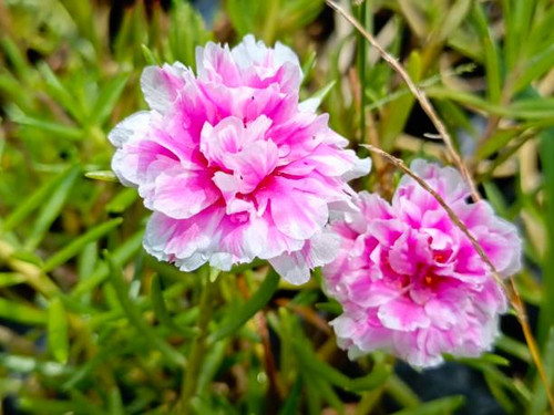 Rose purslane or rose moss is an ornamental plant belonging to the Portulacaceae family originating .jpg