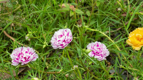 timelapse of Portulaca Oleracea is blooming in the morning.jpg