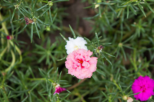 Close up of tiny pink flower on blur green leaves background..jpg
