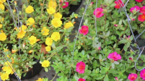 Tropical plant garden in green market, stock footage.jpg