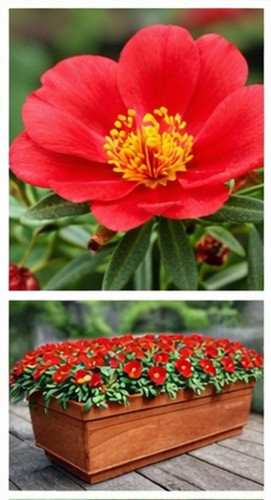 Bright Red Sun Rose Portulaca 17.jpg
