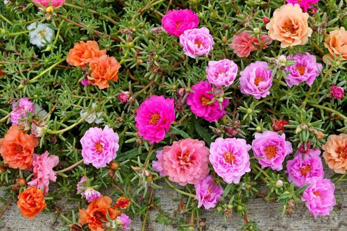 A top view of beautiful colorful purslane flowers.jpg