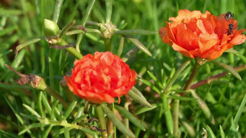 time lapse view of orange color 10 O clock flower macro in a home garden.jpg