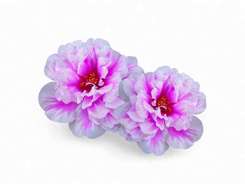 This image features two vibrant Portulaca flowers, also known as moss roses, showcasing striking pin.jpg