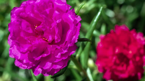 Time lapse of portulaca flower blooming on black background.jpg