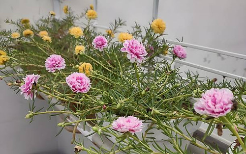 These are time flowers blooming at home.jpg