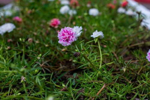 Tiny pink flower on green grass, summer garden photo. Spring or summer nature. Blooming flower on gr.jpg