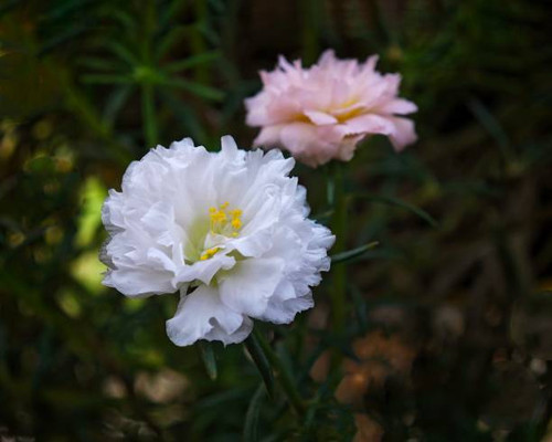 The two delicate Mexican roses stand out in a lush green garden.jpg