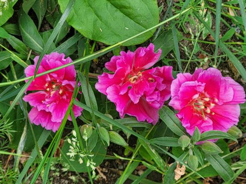 Cherry Centered Lavender-Pink Blooms of Clarkia Rubicunda Commonly Called Ruby Chalice Clarkia and F.jpg