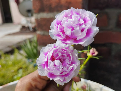 A person's hand holding two beautiful pink and white striped flowers..jpg