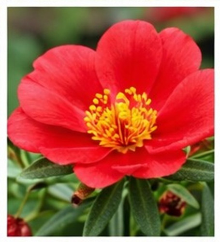 Bright Red Sun Rose Portulaca 18.jpg