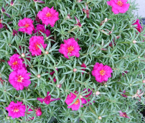 Moss Rose Succulant Plant, Pink Biossoms. Background. Close-up. Xeriscape..jpg