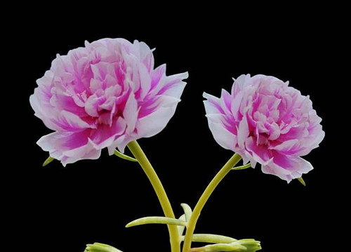 A striking composition of two variegated Moss Rose (Portulaca) flowers, featuring delicate pink and .jpg