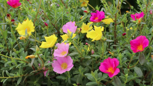 A close-up view of a garden of beautiful pink and yellow Portulaca grandiflora flowers being blown b.jpg