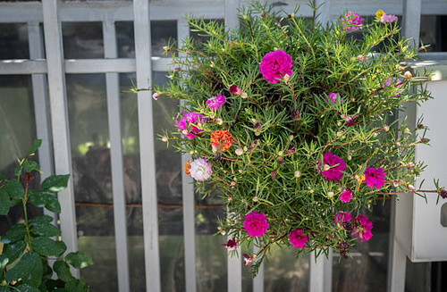 Moss rose (Portulaca grandiflora) is a tough flowering succulent ideal for dry, sunny gardens..jpg