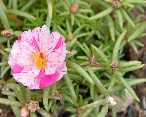 A pink an white Mesembryanthemums know as a Vygie in South Africa.jpg