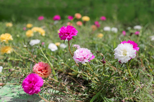 Portulaca oleracea flower or Common Purslane flower in garden,Colorful color blooming during all sea.jpg