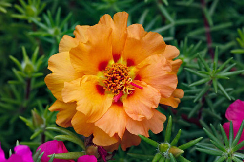 Portulaca oleracea flowers photographed close-up. Ornamental vegetation in the garden..jpg