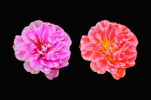 Portulaca oleracea flower on black background.jpg