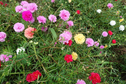 Close up of Portulaca pilosa or Portulaca grandiflora in the garden, selective focus..jpg