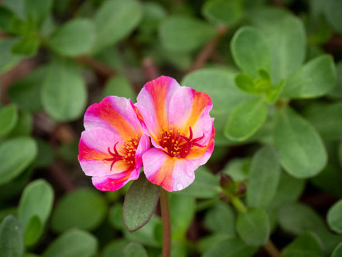 Portulaca Oleracea other names include; Common Purslane, Little Hogweed, Pigweed, Duckweed, Pusley, .jpg